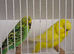 Exposition Budgies