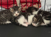 Three beautiful male kittens ready in three weeks