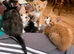 4 adorable kittens