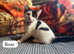 Beautiful Loving Kittens for Sale