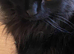 Beautiful Neutered Male Black Cat