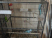 Indian ringneck blue breeding fair available