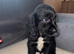 Cocker spaniel