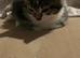 STILL AVAILABLE 4 kittens