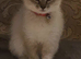 Rehoming kitten