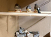Zebra Finches