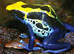 Complete Bioactive Dart Frog Starter Vivarium Setup &ndash; Ideal Beginner Package