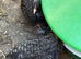 Black cuckoo pekin young trio 5 weeks old 1 cockerel 2 pullets  bantams