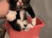 Kittens -male and female