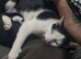 4 Male Cats For Sale