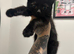 British Shorthair Mix Maincoon Kittens