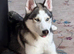 Ace,5 months old puppy for rehome