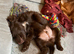 Cocker Spaniel boy