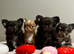 XxQuality chihuahua Thai/russian lines