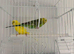 Pair budgie