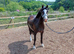 Sec C 7yr mare liver chestnut