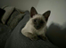 Beautiful Ragdoll girl