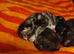 Luxury perdoll kittens