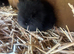 Rabbits