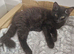 Kittens need rehomeing