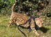 Stunning TICA registered Bengals