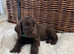 F1 Cockapoo Litter - 3 Boys Available