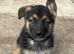 German Shepherd pups