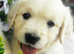 1 golden retriever puppy looking for his home