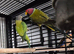 Mixed birds finches to parrots