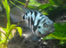 Turtle and fish full set up *please read*