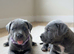 Stunning Cane Corso Puppoies for Sale