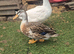 Silver Appleyard Bantam Female Duck