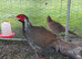Silver pheasants eggs