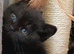 *Beautiful BSH Litter GCCF Reg*Parents DNA Tested *