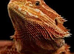 BEARDED DRAGON sub adult/adult wanted
