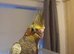 Cockatiel - Hand Tamed Baby - Ready Now