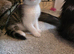 Stunning Tabby and White Kitten