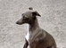 Italian Greyhound Stud