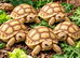 VARIOUS TORTOISES