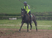 16hh unraced beautiful mare Gee Gee