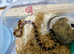 YOUNG ANERY CORN SNAKE