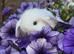 Mini lop babies