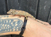 Cuban Knight Anole & Cuban False chameleon babies