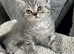 Lilac silver tabby female kitten