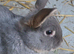 Rex crossbreed Doe