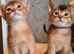 2 charming abyssinian boys