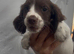 Working cocker spaniel pups for sale