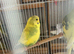 Hand tamed budgies for sale