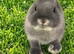 Blue Otter Netherland Dwarf Doe
