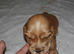 SHOW TYPE cocker puppies